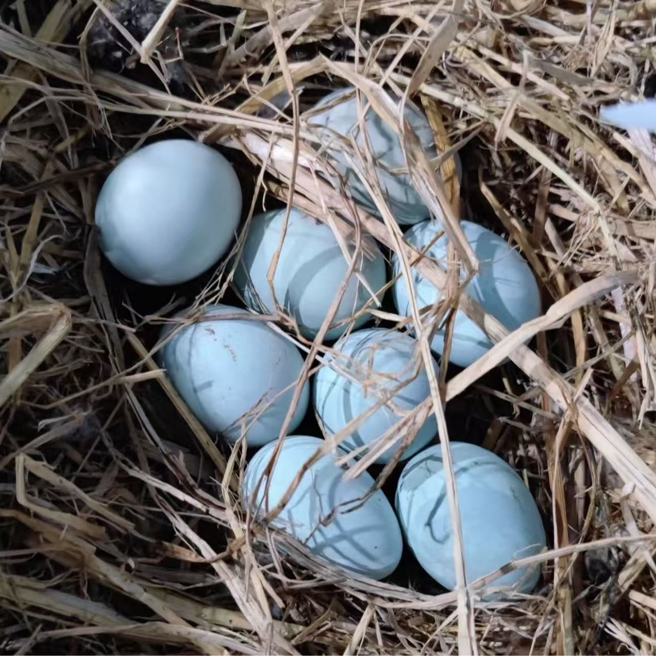 【全北京配送】30枚 2.8斤以上绿皮土鸡蛋 昌平农家散养绿皮土鸡蛋 柴鸡蛋笨鸡蛋