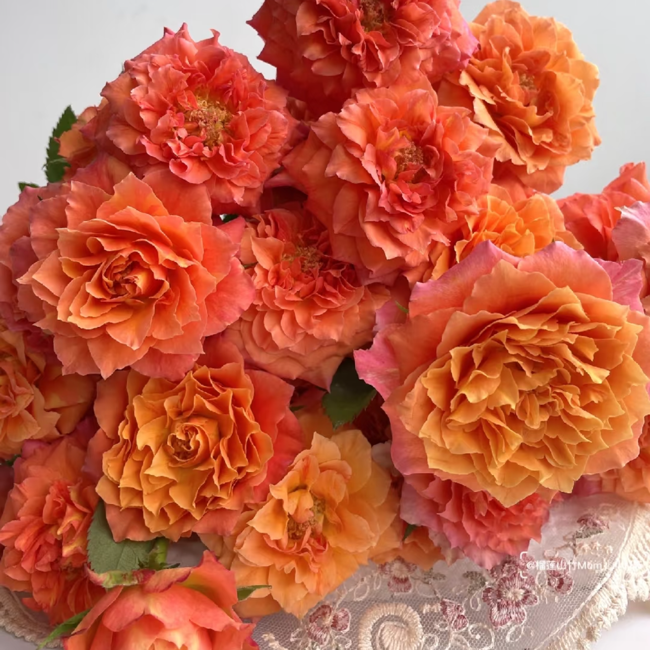 10枝【火灵鸟】多头玫瑰  任意两单顺丰冷链包邮