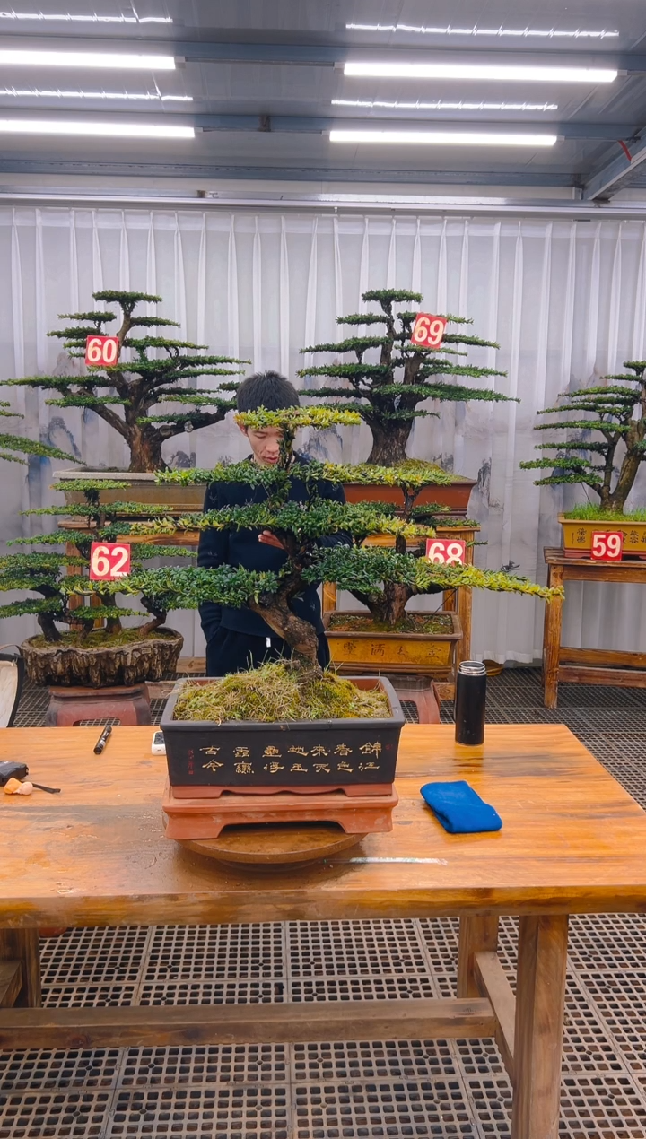 【闪购商品】紫砂精品盆景直播间一物一拍