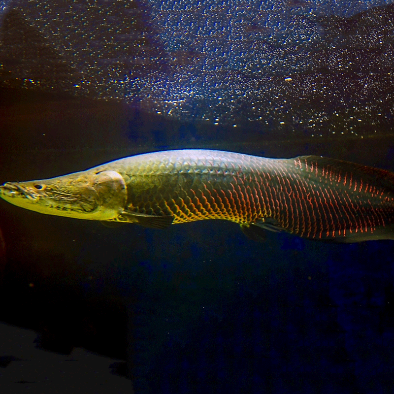 红尾猛鱼大型观赏鱼巨骨爆花鱼人工饲养热带鱼