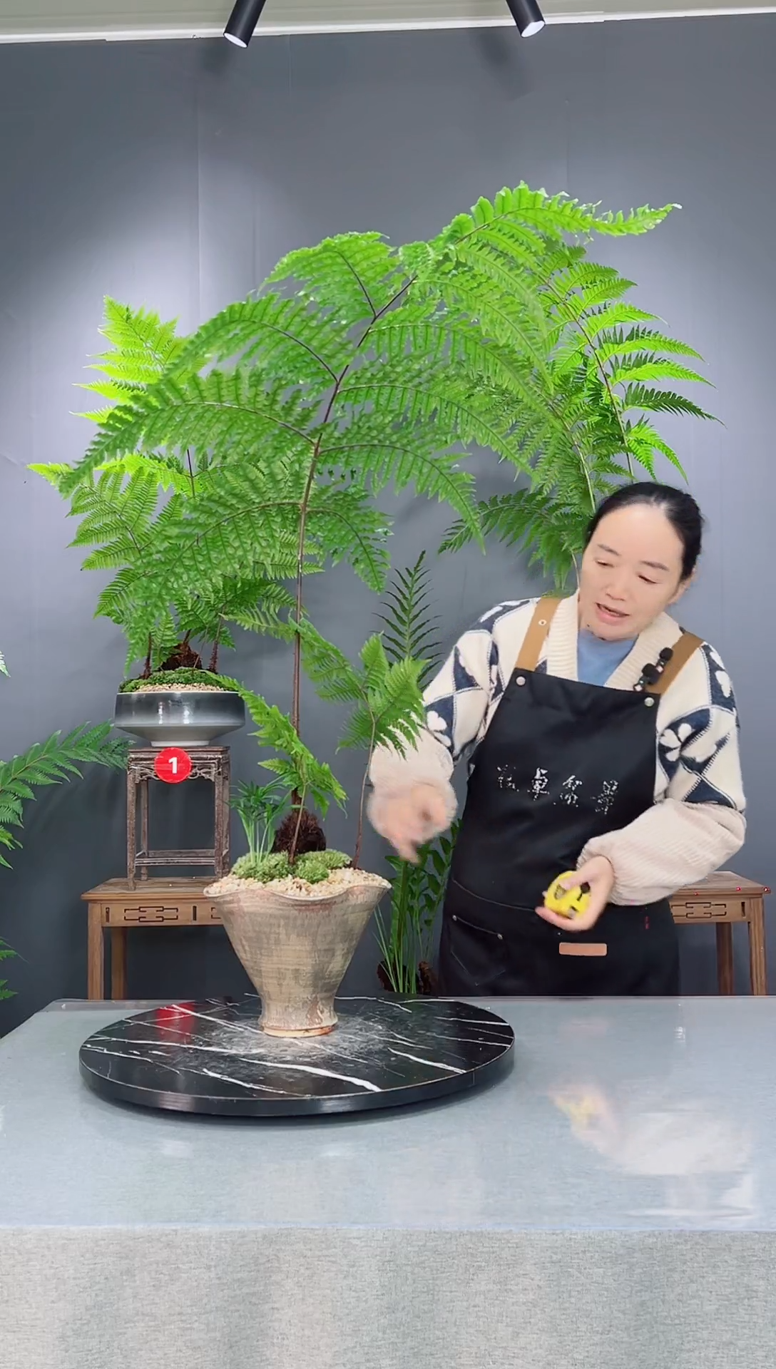 无花朵室内绿植蕨类盆景