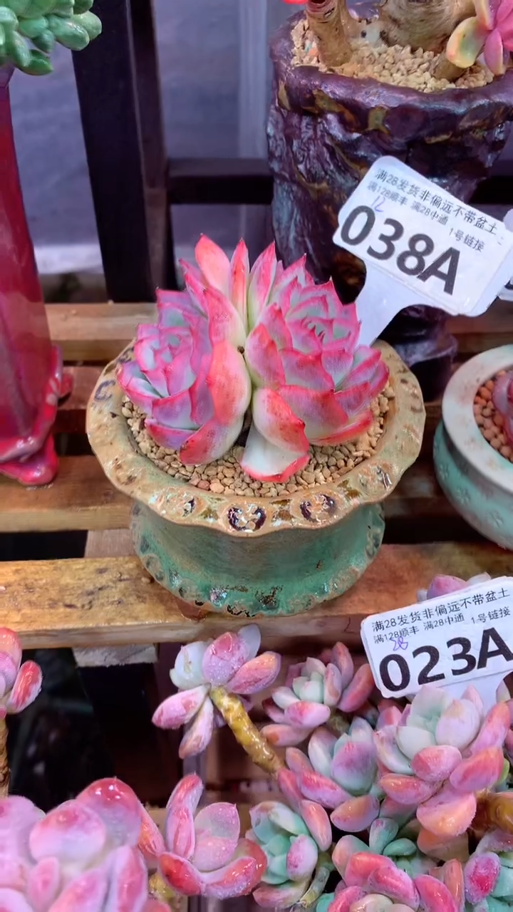 038A 恻隐 （一物一拍实付满28发货，默认不带盆土）