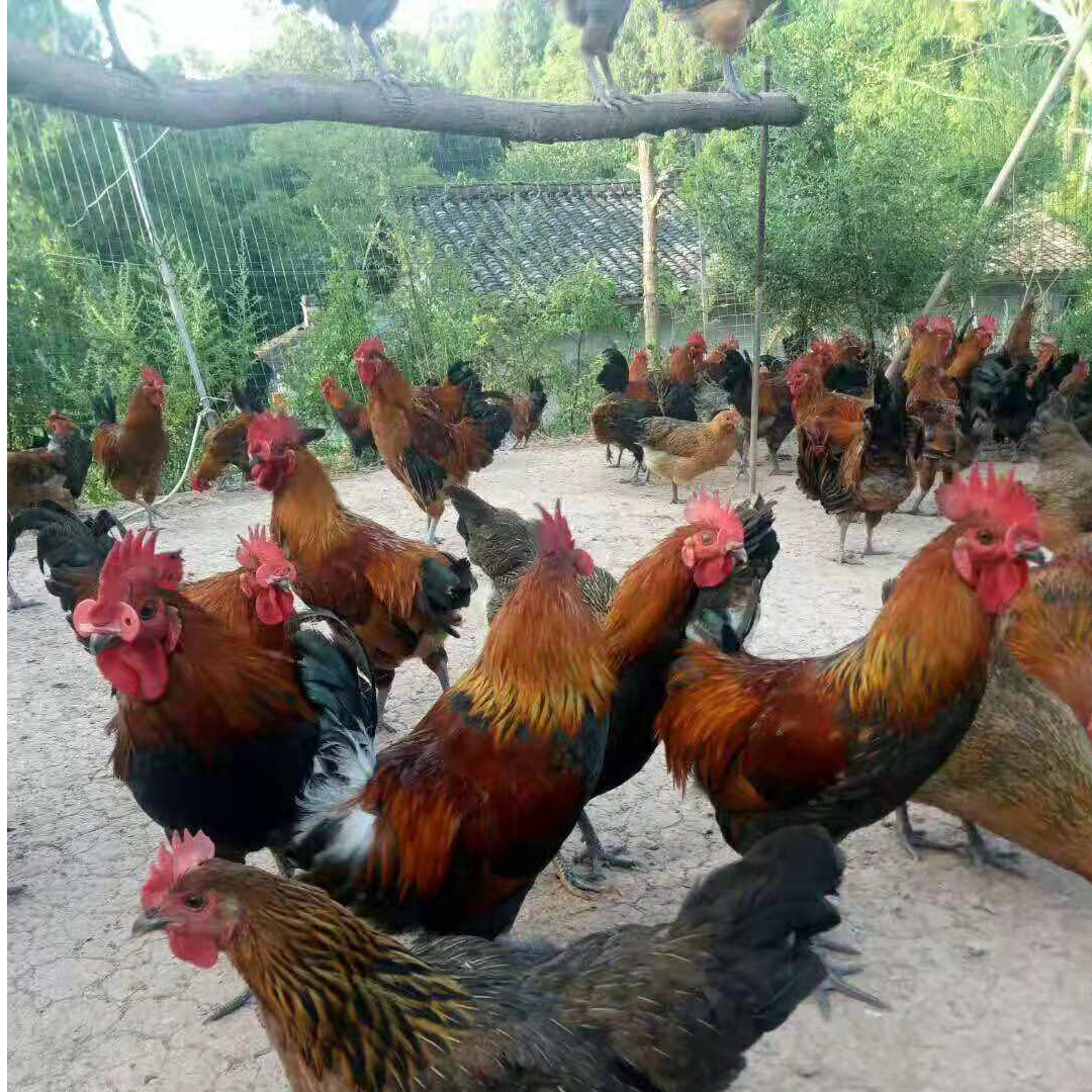 红瑶宠物鸡活体观赏鸡宠物鸡健康发货到家（1-2天）