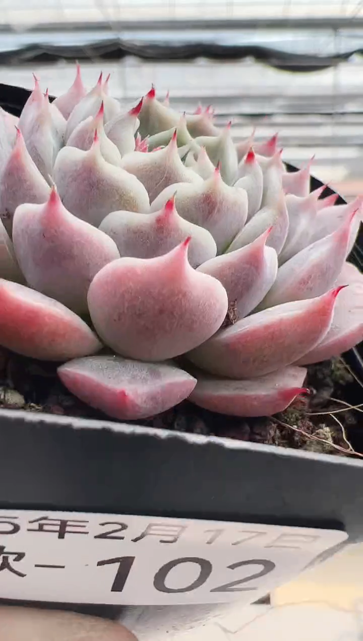 【闪购商品】新款多肉-102