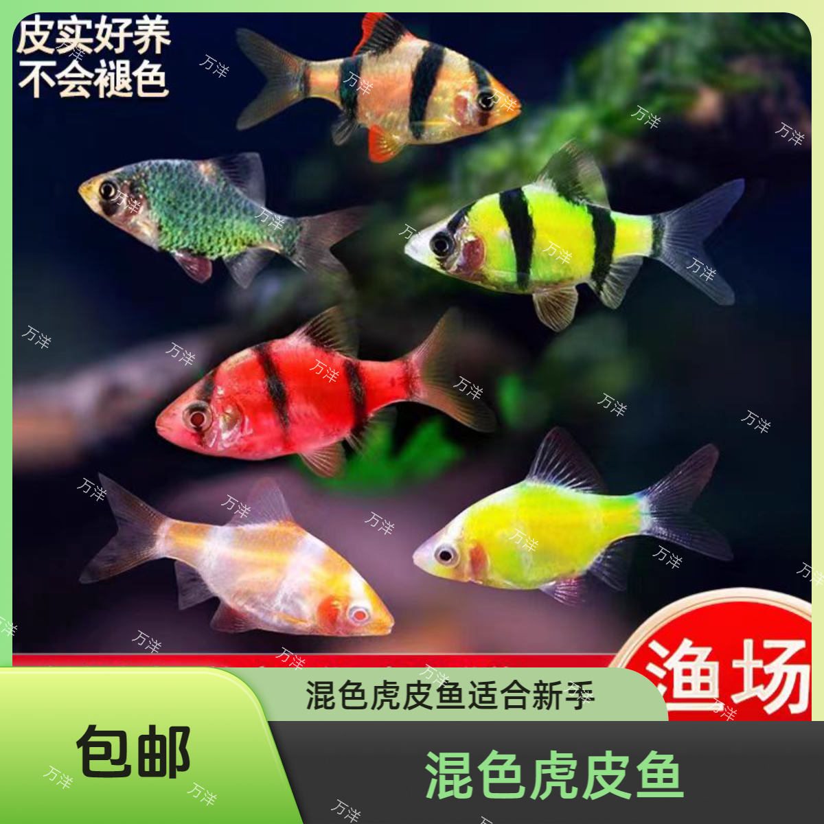万洋精品虎皮鱼合集观赏鱼灯科灯科鱼小型好养混养活体发货水族