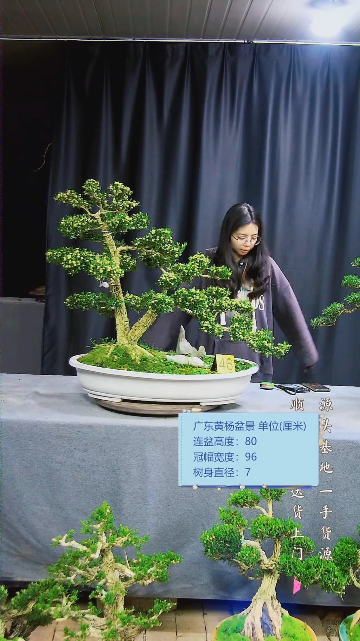 【闪购商品】黄杨盆景黄杨盆景