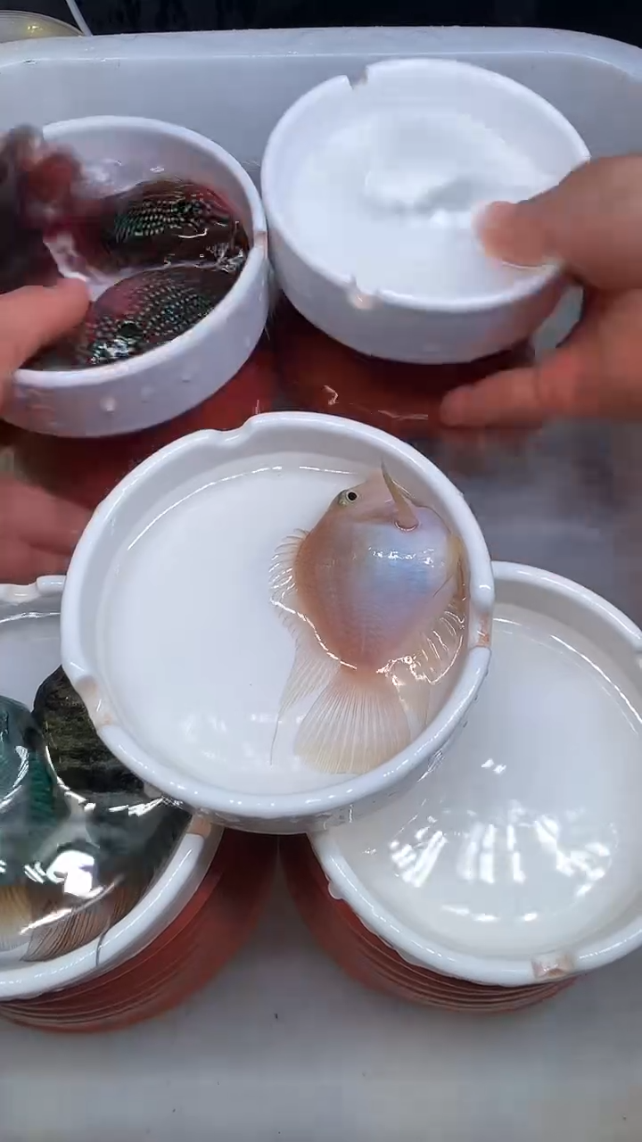 鹦鹉鱼一对胭脂粉