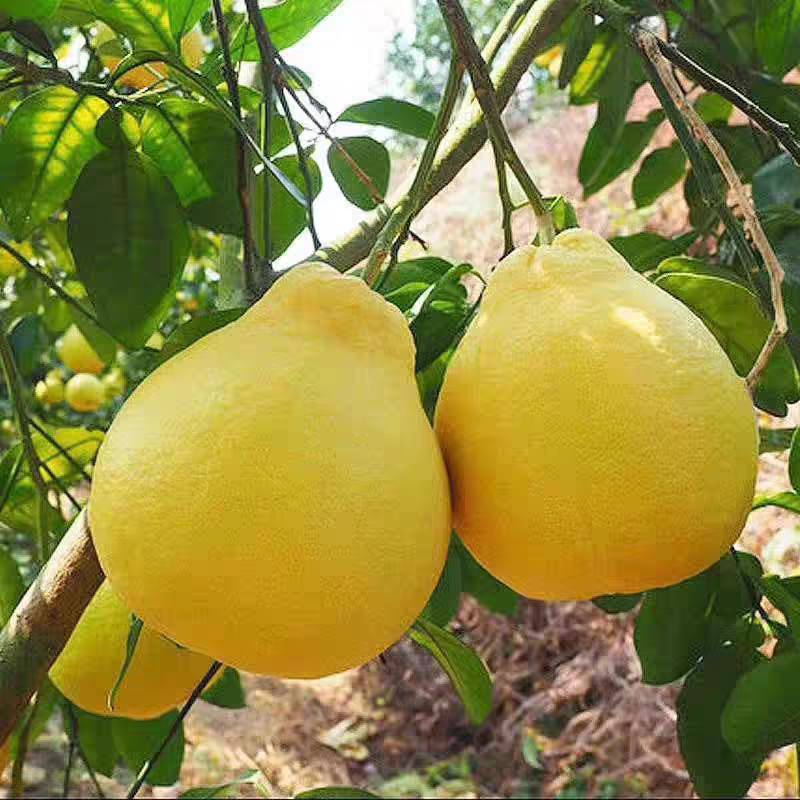 农家老树 沙田柚 新鲜采摘 纯甜无酸 