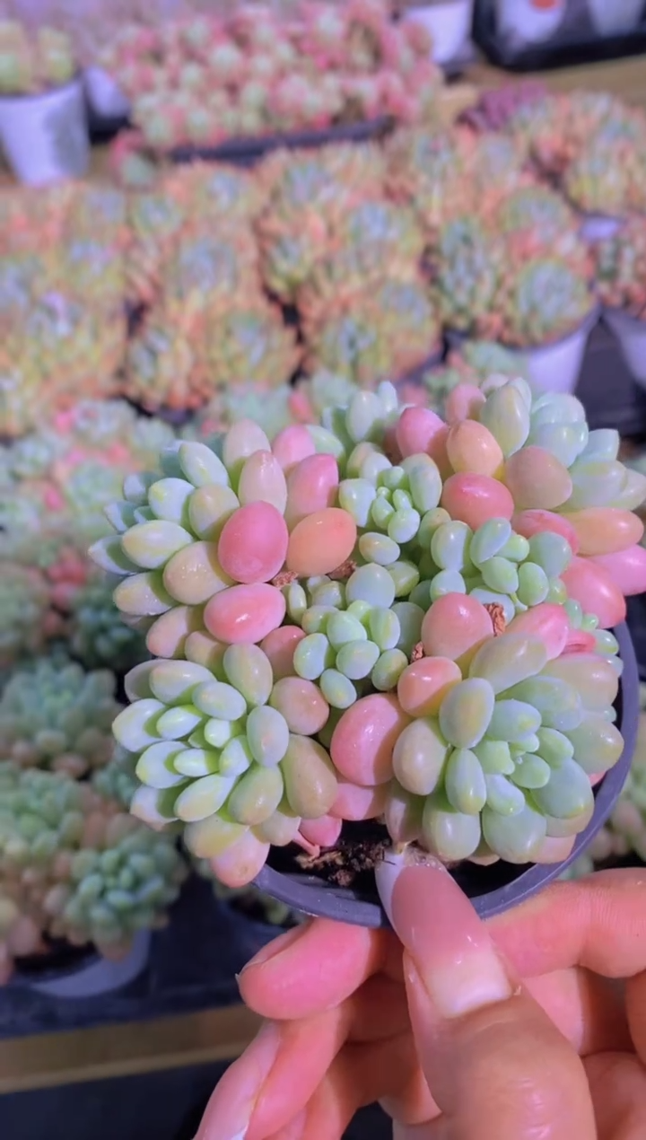 A391-鱼子酱手捧花大群带盆土（量拍）