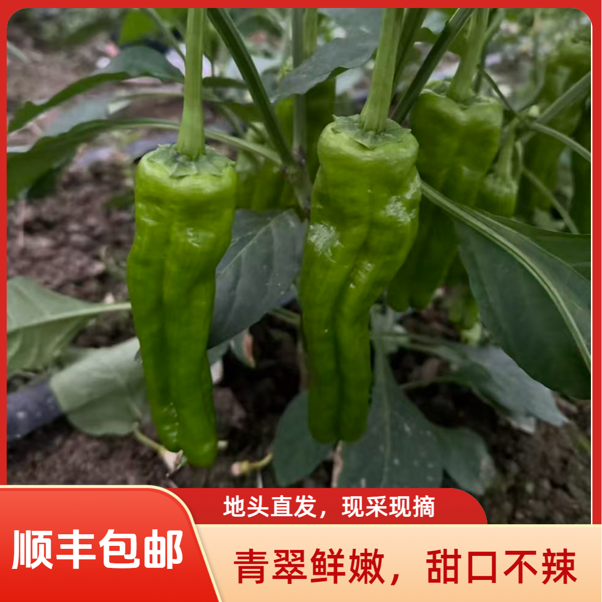 南京八卦洲青皮辣椒顺丰包邮次日达