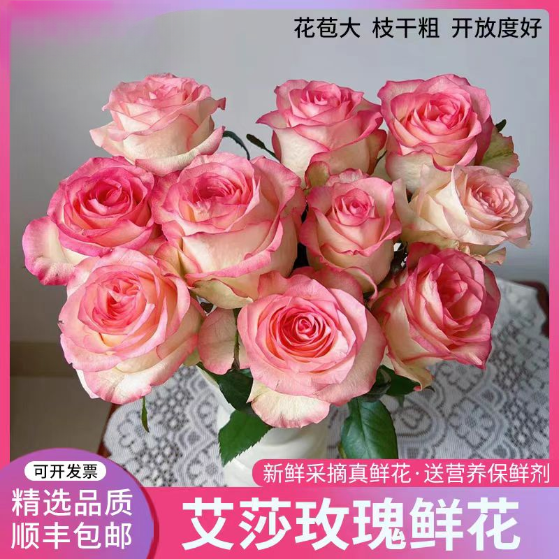 【艾莎玫瑰批发】粉色单头玫瑰鲜切花云南基地直发顺丰包邮