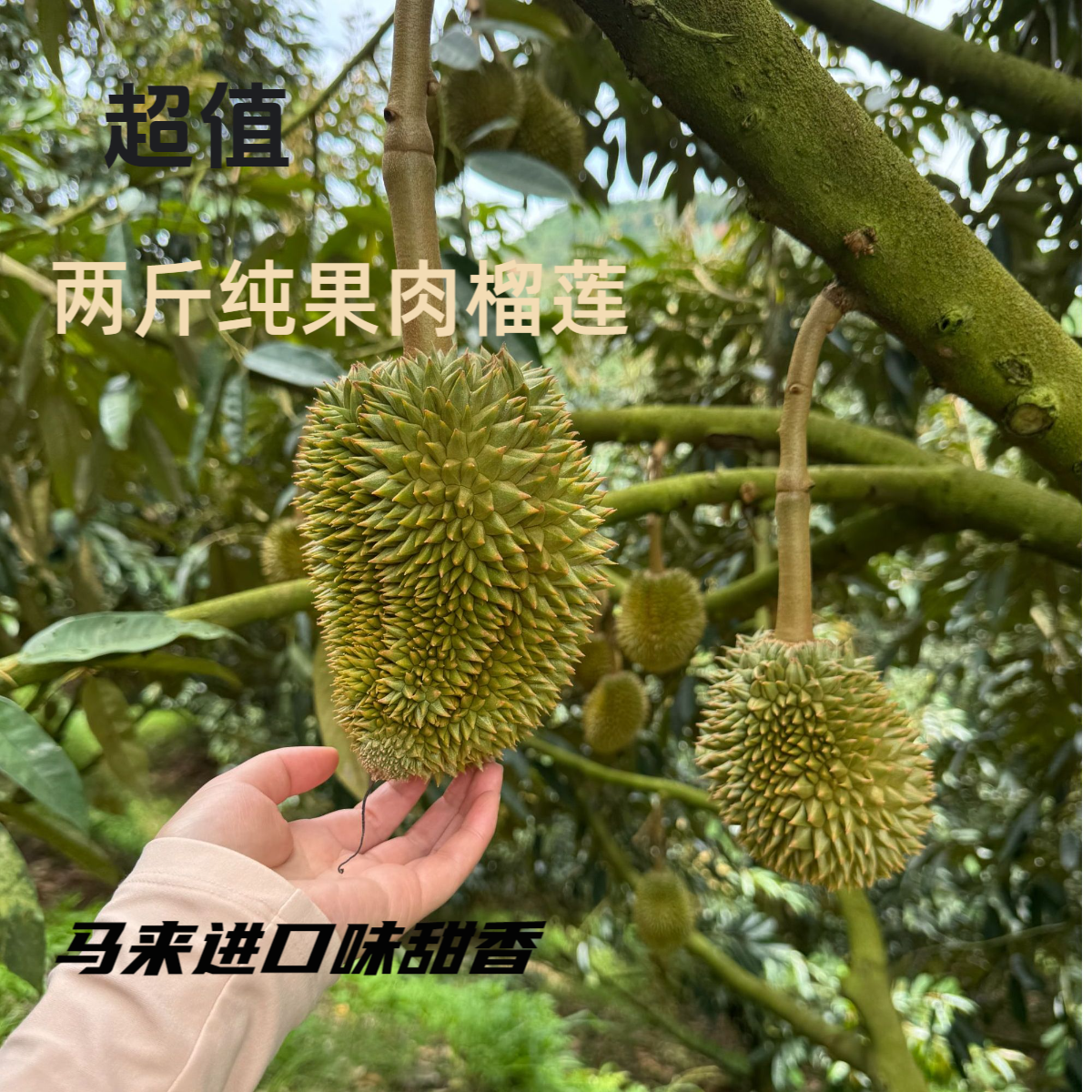 两斤纯果肉（猫山王新鲜榴莲）上海同城小时达配送核小1000g猫山王马来西亚