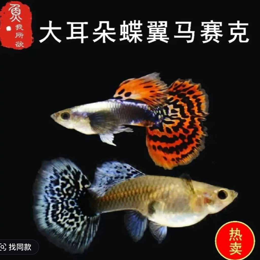蓝翼大耳蕾丝马赛克泰系小飞象孔雀鱼小型热带观赏鱼