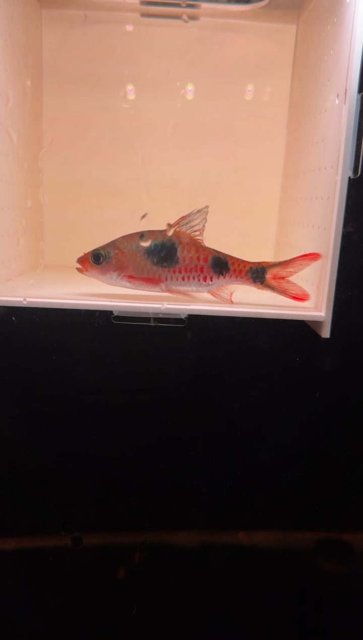 工具鱼红点道金斯鲃