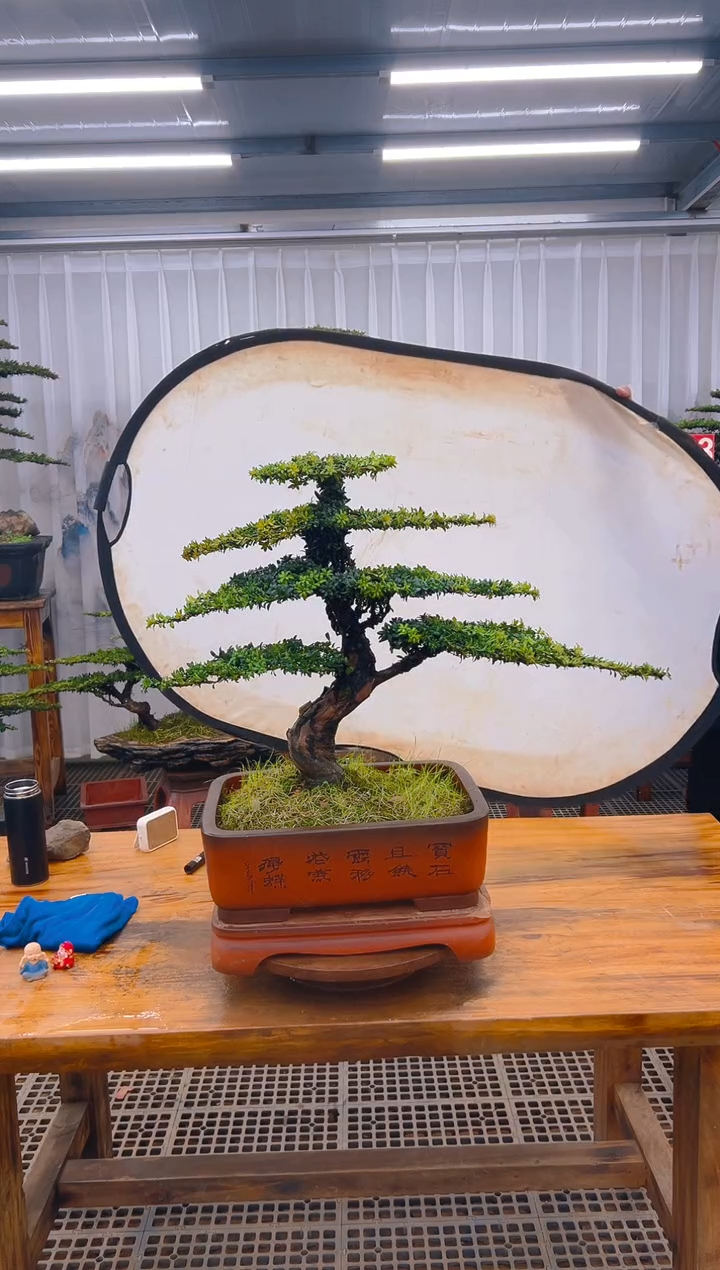 【闪购商品】紫砂精品盆景直播间一物一拍