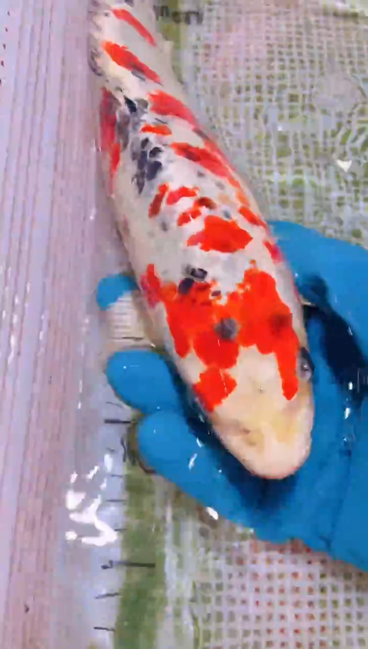 锦鲤冷水观赏鱼全场包邮35