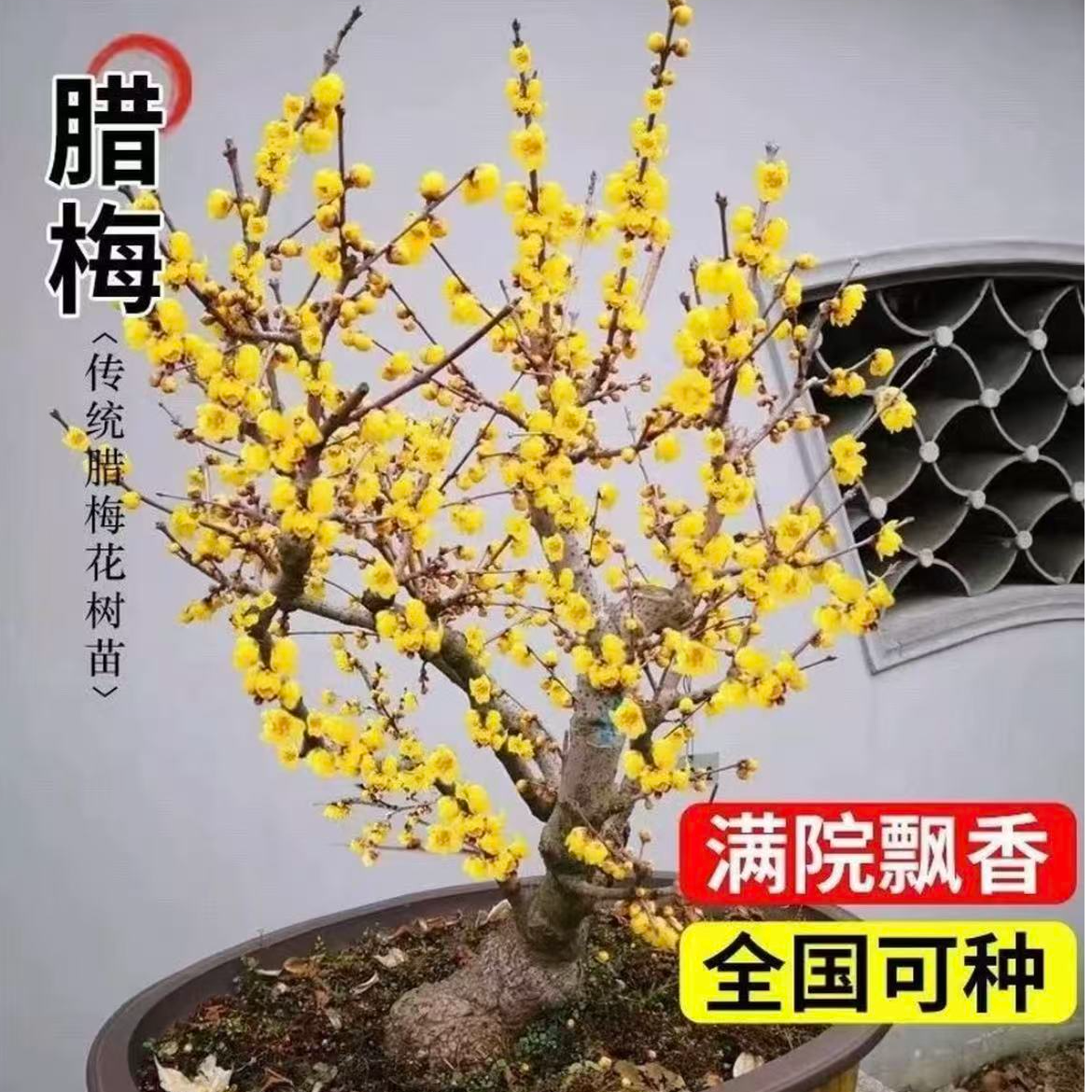 【带花苞】素心浓香型耐寒腊梅盆栽地栽冬天开花南北方庭院阳台种植