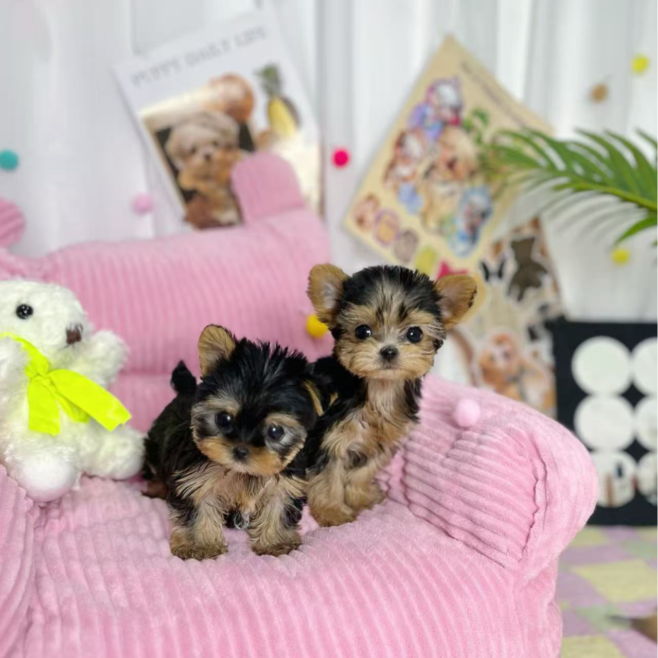 【狗狗专拍】韩系比熊幼犬纯种泰迪熊马尔济斯网红宠物活体宠物狗