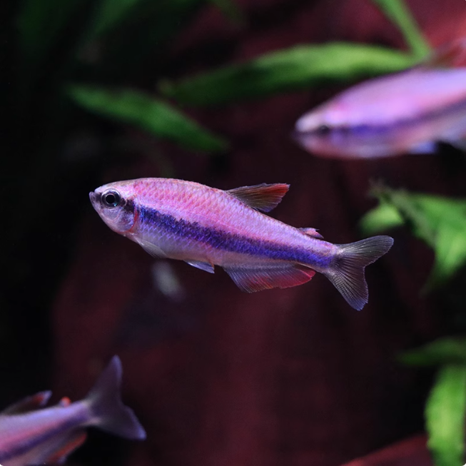 蓝国王灯蓝帝王灯皇后灯篮帝提灯热带鱼观赏鱼小型鱼活体群游好养