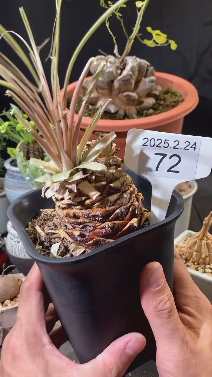 【闪购商品】凤梨2.24.72