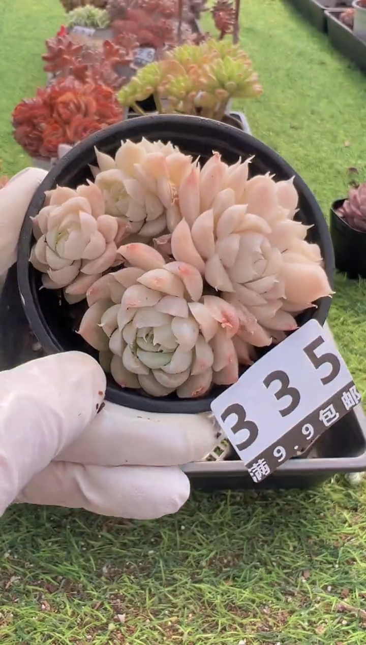 【闪购商品】信福多肉一物一拍