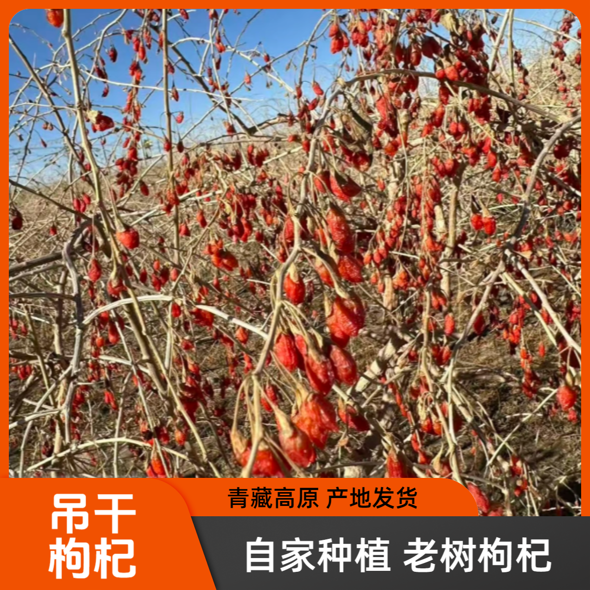 小杜 25年 吊干丑枸杞 青海柴达木红枸杞 0熏0染自然晾晒颗粒饱满