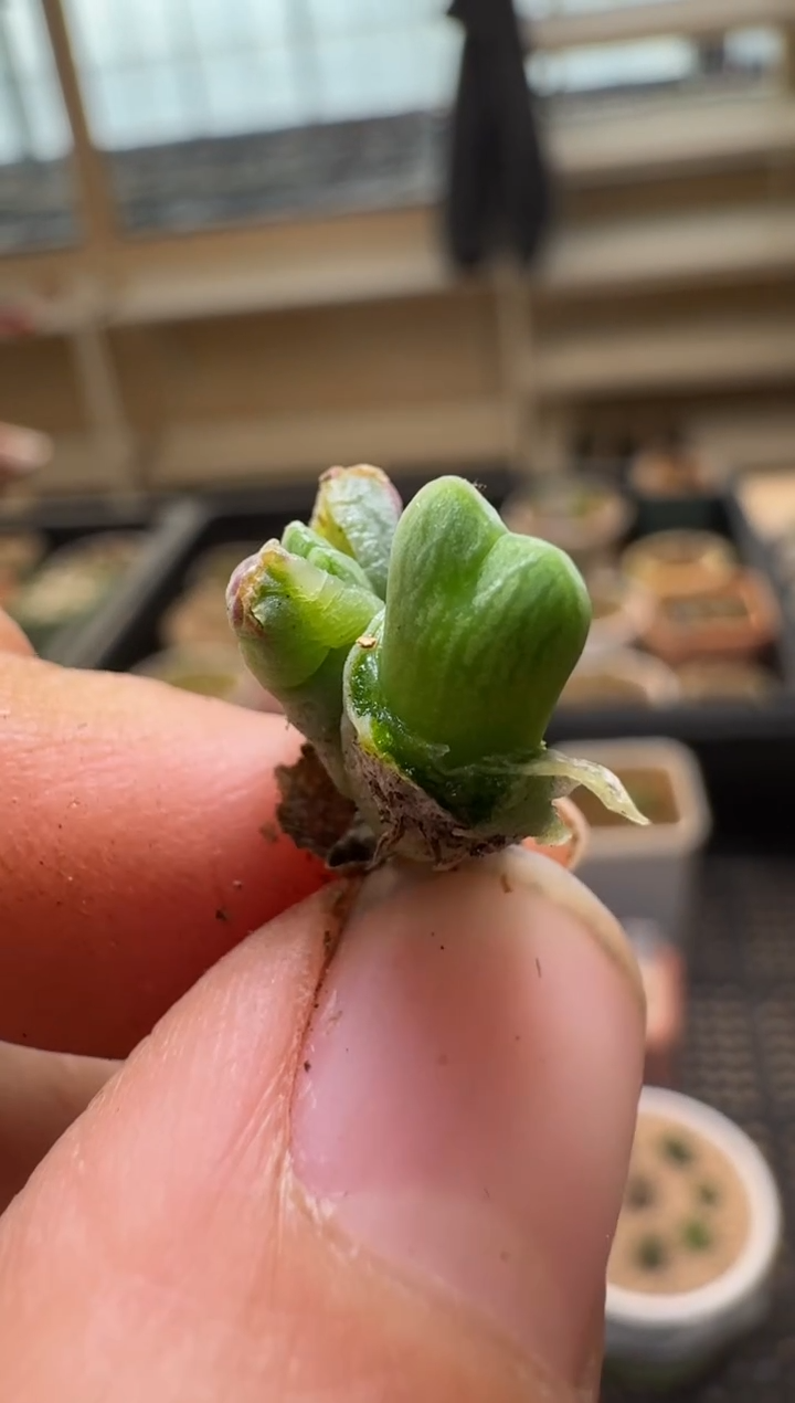 【闪购商品】2/4-291