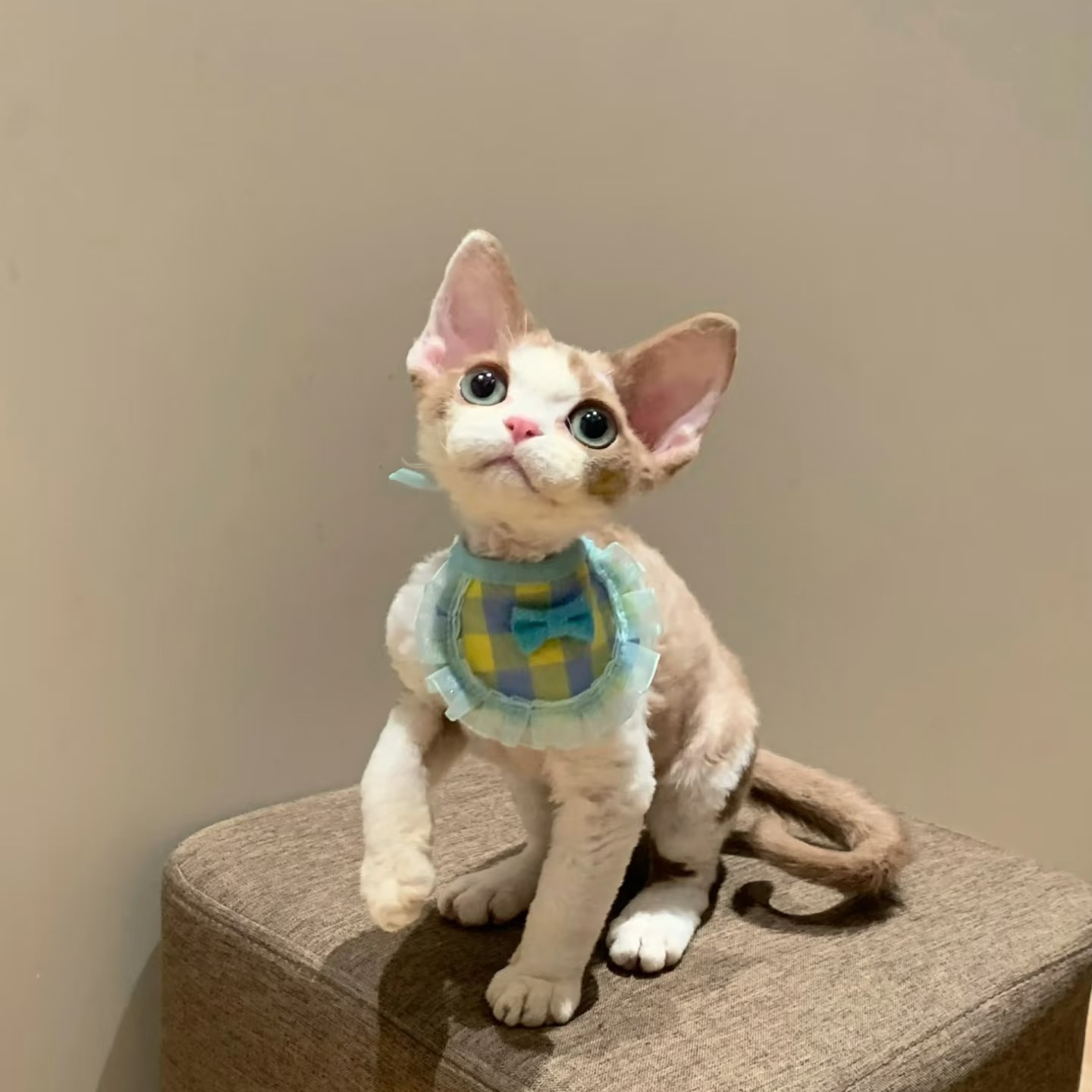 『星美喵喵』 猫猫活体链接
