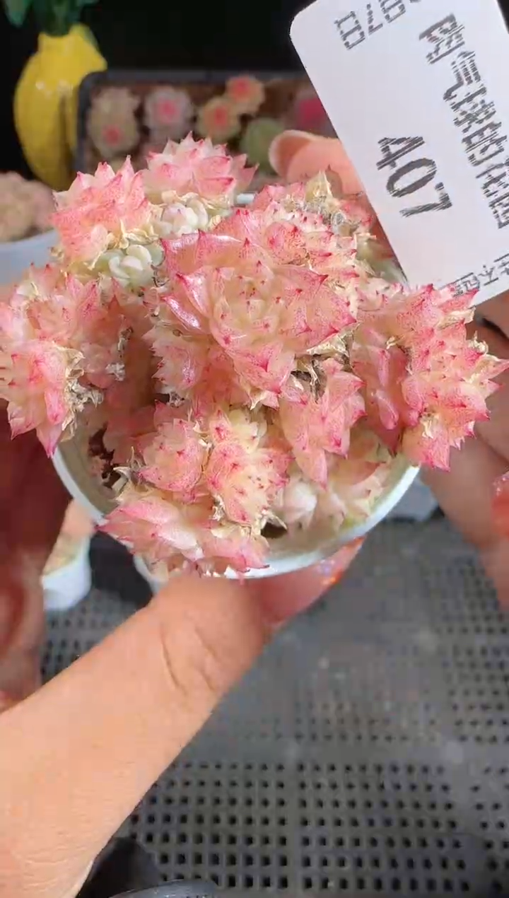 1207-407福利6量拍多肉群生不包整