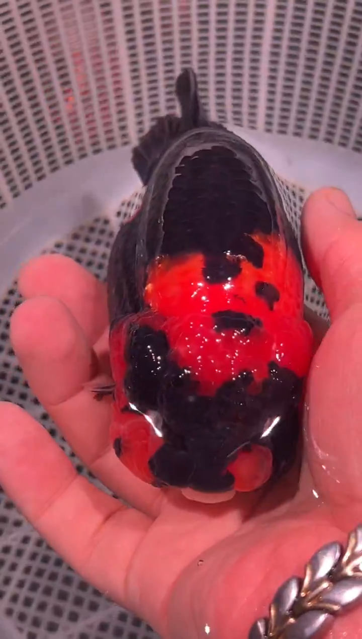 狮头鱼情***✨兰寿金鱼一只