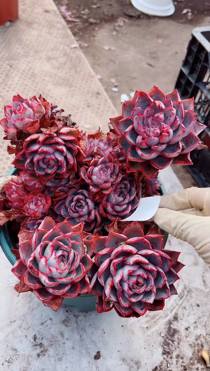 15391多肉植物一物一拍