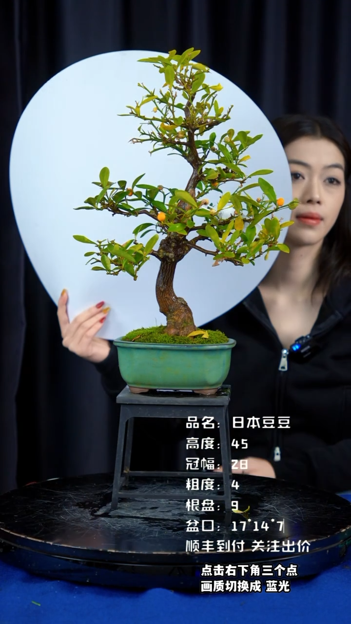 【闪购商品】日本豆豆