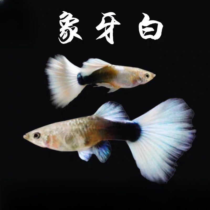 【象牙白】3-4cm公母配对孔雀鱼孕母鱼新手好养易繁殖小型热带鱼