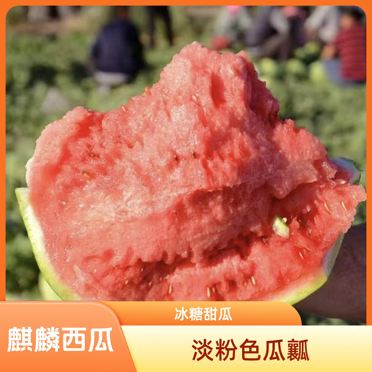 【瓜越大越甜】京东包邮4-9斤麒麟西瓜超甜8424现摘冰糖西瓜当季无籽有籽随机发江苏东台安徽省