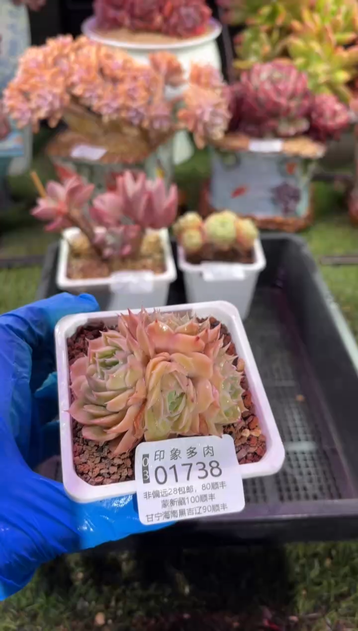 【闪购商品】01738