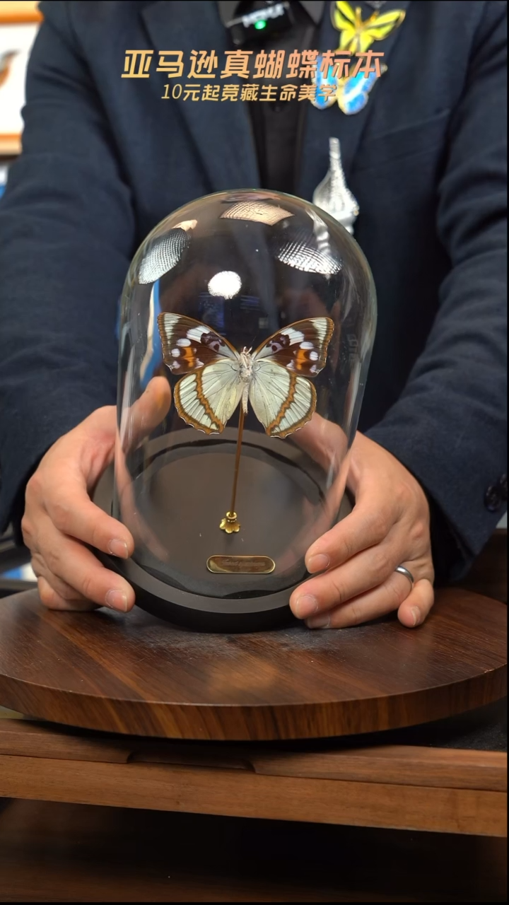 白斑迷蛱蝶中号玻璃罩