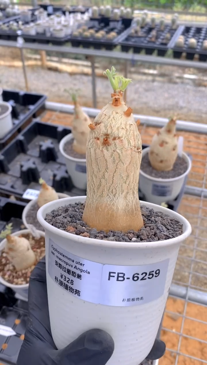 安哥拉葡萄翁FB-6259