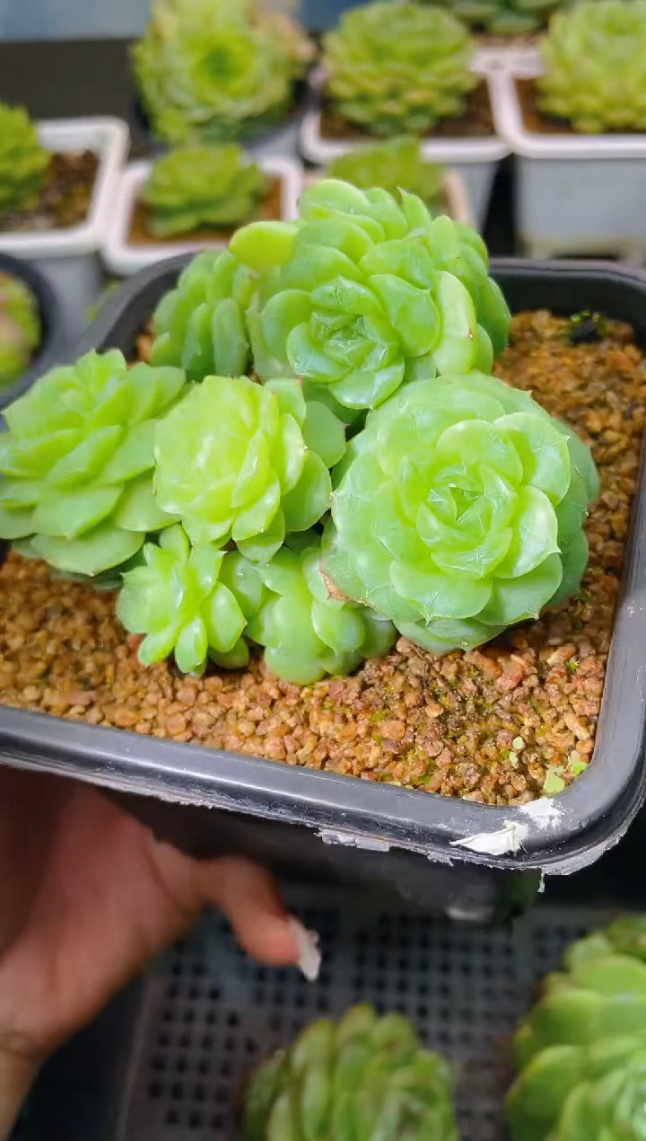 荷****8070一物一拍定向