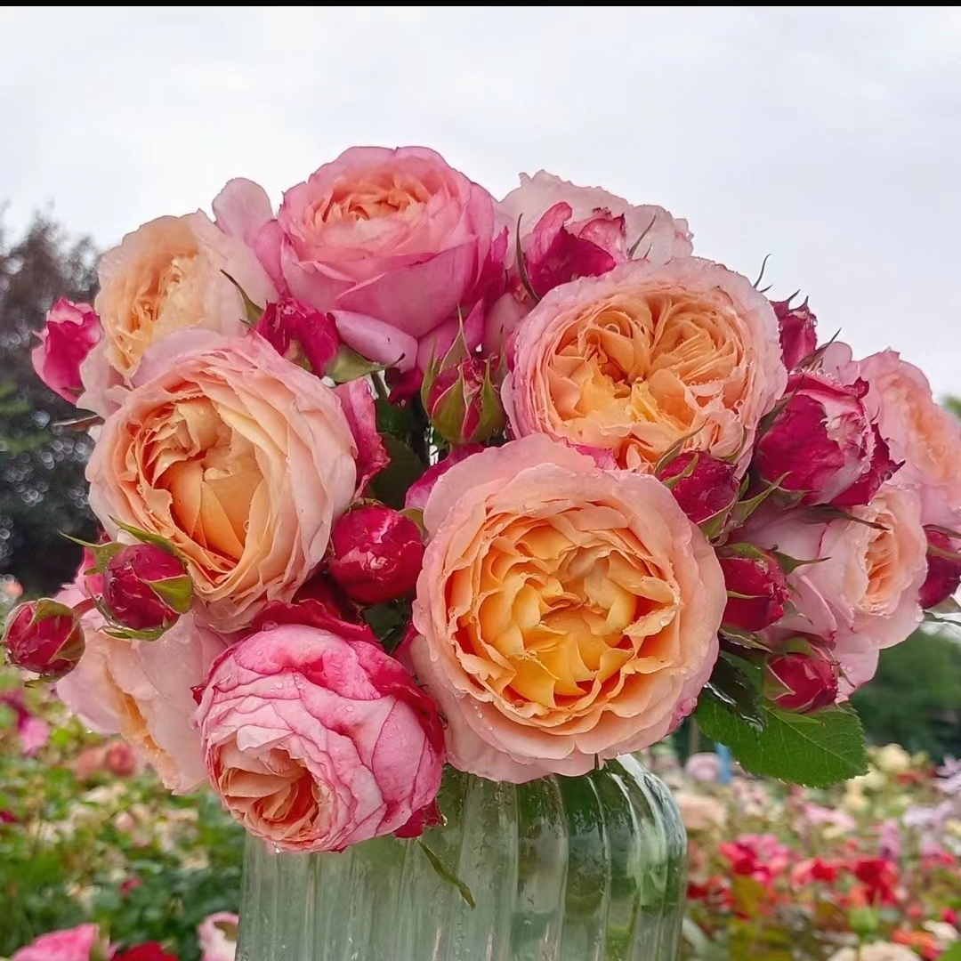 花花【大花美人+黑美人】大花浓香耐寒耐热四季开花庭院非常阳台