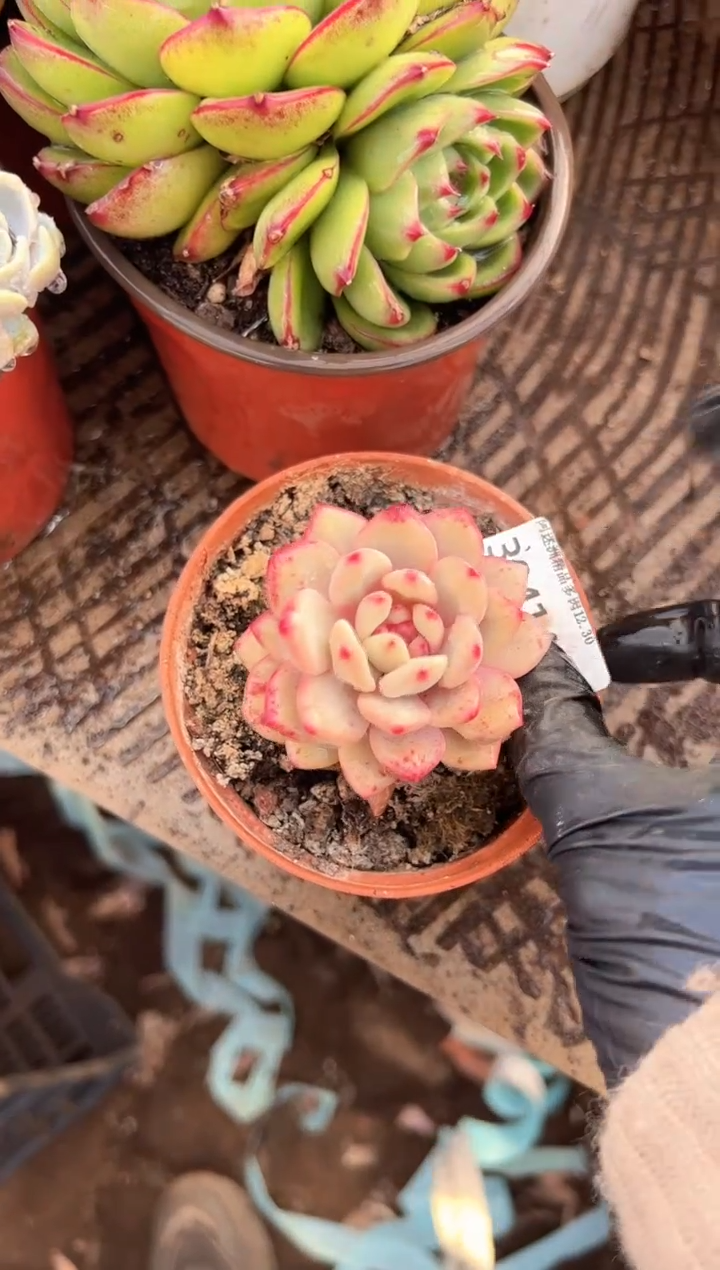 火*多肉植物一物一拍30414