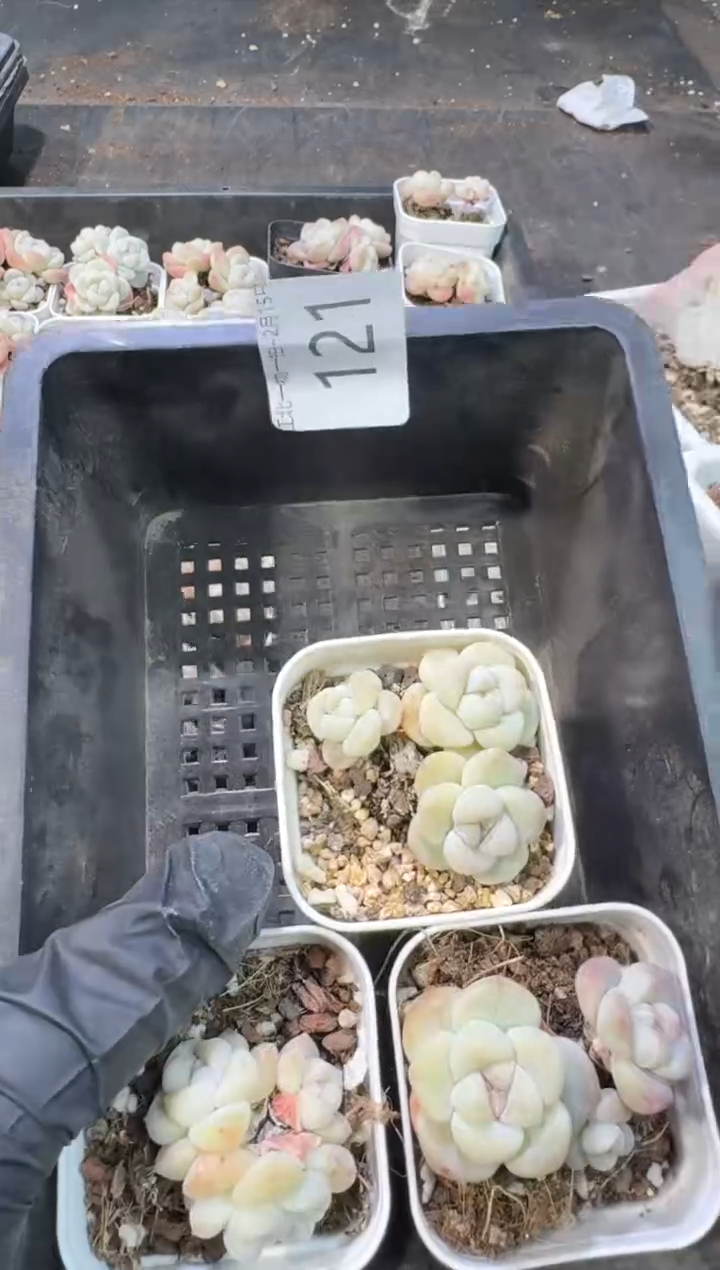 【闪购商品】121号到手1框--江北一物一拍