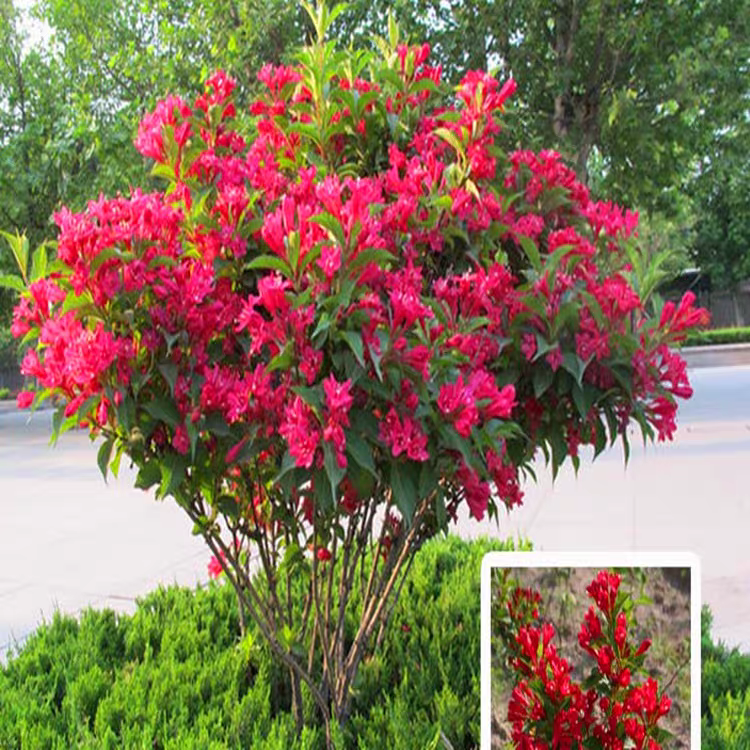 红王子锦带苗 绿蓠植物 耐寒锦带花 庭院绿化苗木植物