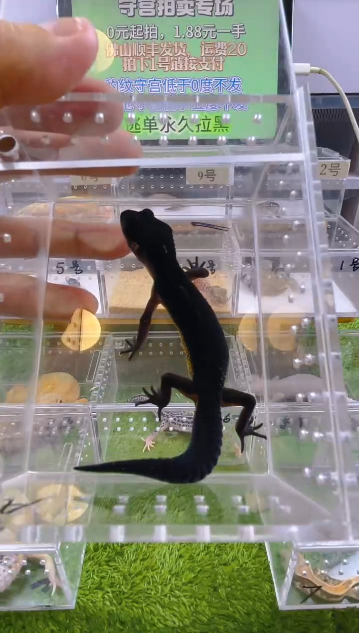 豹纹守宫守宫可爱温顺迷人好看
