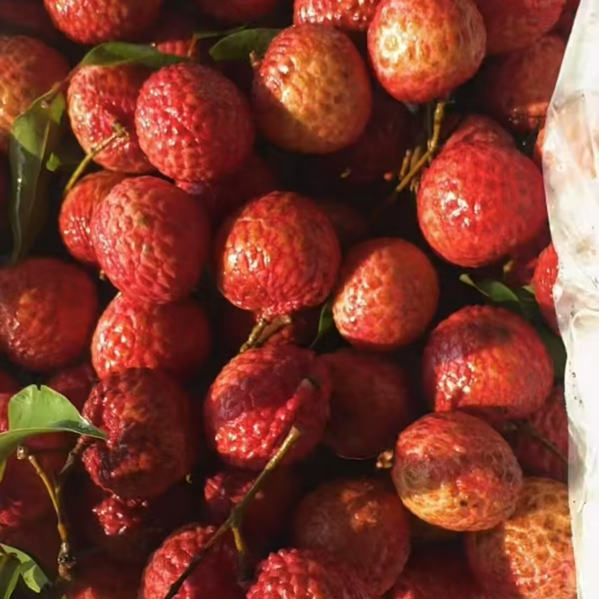 糯米糍荔枝 皮薄香甜 不催熟 带枝条5.8斤左右