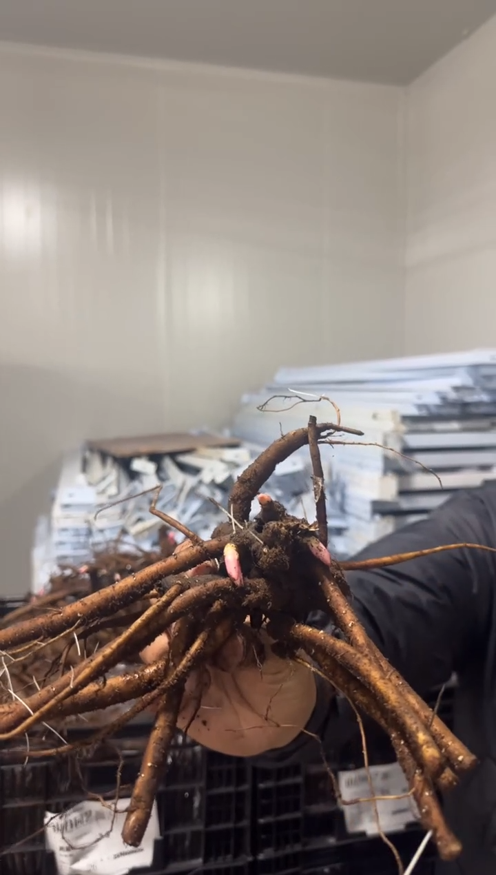 香****1118  香水有毒  男星