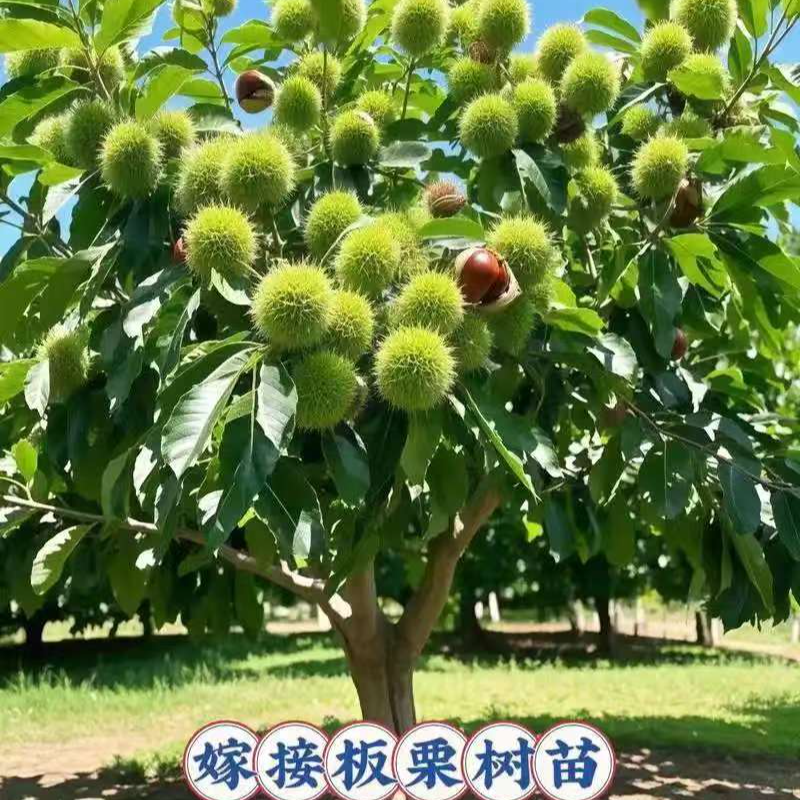 嫁接板栗树苗自花授粉可地栽盆栽正品板栗苗基地直发庭院山地均可
