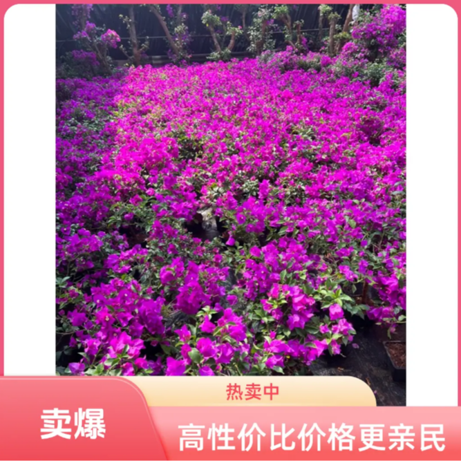 d原盆原土三角梅花苗花卉植物易活攀爬树苗四季老桩苗阳台开花