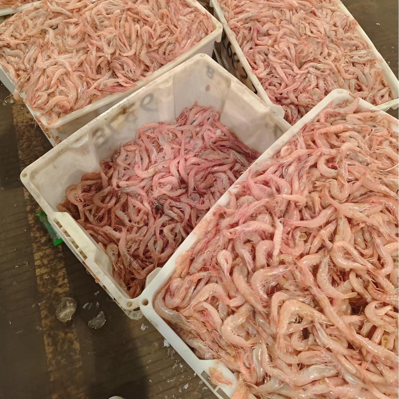 野生红虾【4斤】规格以直播为标准锁鲜发货