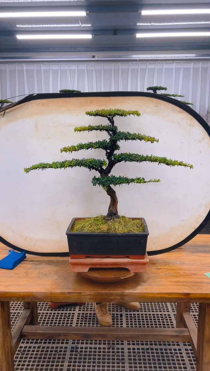 【闪购商品】紫砂精品盆景直播间一物一拍