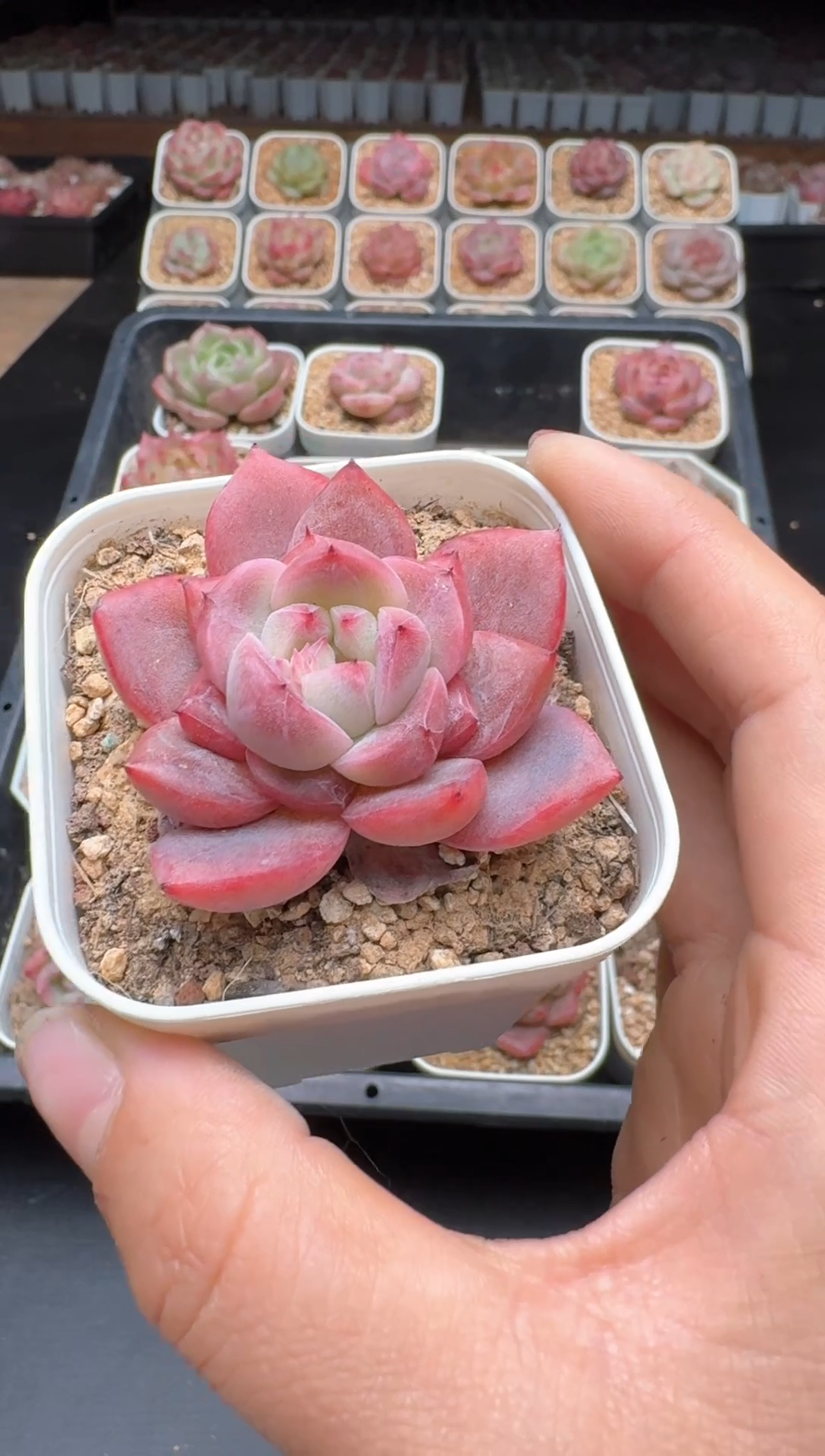 【闪购商品】856A物拍多肉带盆土6.5杯拍3颗包柚